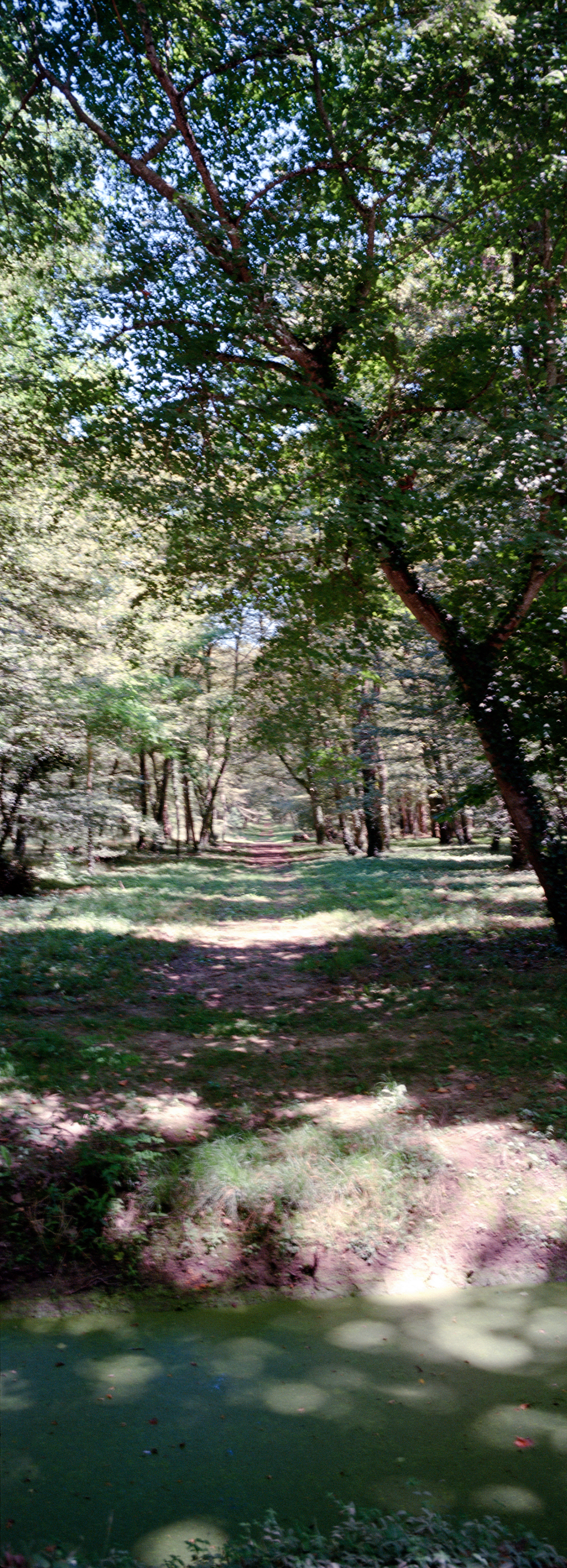 冰岛法国-公园-树-竖幅-006